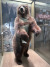 Oso gigante
